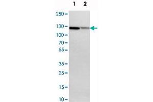 Western blot analysis of cell lysates with NFKB2 polyclonal antibody  at 1:250-1:500 dilution. (NFKB2 抗体)