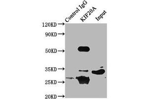 Immunoprecipitating KIF20A in 293 whole cell lysate Lane 1: Rabbit control IgG (1 μg) instead of ABIN7157612 in 293 whole cell lysate. (KIF2A 抗体  (AA 161-294))