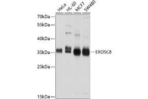 Western blot analysis of extracts of various cell lines using EXOSC8 Polyclonal Antibody at dilution of 1:1000. (EXOSC8 抗体)