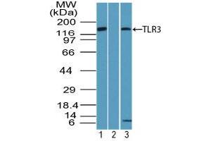 Image no. 1 for anti-Toll-Like Receptor 3 (TLR3) (AA 750-800) antibody (ABIN960377) (TLR3 抗体  (AA 750-800))