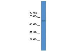 Western Blot showing SERPINF2 antibody used at a concentration of 1-2 ug/ml to detect its target protein. (alpha 2 Antiplasmin 抗体  (N-Term))