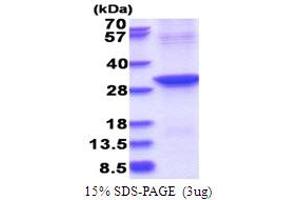 SDS-PAGE (SDS) image for Abhydrolase Domain Containing 12B (ABHD12B) (AA 1-255) protein (His tag) (ABIN5853767) (ABHD12B Protein (AA 1-255) (His tag))
