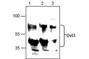 AP26355PU-N: Western blot analysis of Dvl3 in Jurkat cell lysate (Lane 1 & 2) and 3T3 cell lysate (Lane 3). (DVL3 抗体)
