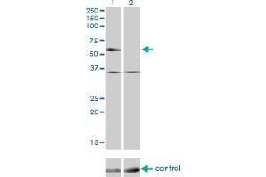 Western blot analysis of NR2C2 over-expressed 293 cell line, cotransfected with NR2C2 Validated Chimera RNAi (Lane 2) or non-transfected control (Lane 1). (TR4 抗体  (AA 43-152))