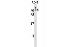 Western blot analysis in A549 cell line lysates (35ug/lane). (GTF2E2 抗体  (C-Term))