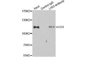 Immunoprecipitation (IP) image for anti-Ligase III, DNA, ATP-Dependent (LIG3) antibody (ABIN3022649)