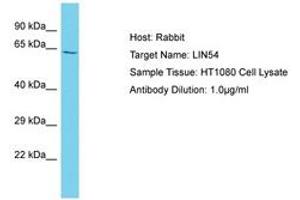 Image no. 1 for anti-Lin-54 Homolog (LIN54) (AA 354-403) antibody (ABIN6750579) (LIN54 抗体  (AA 354-403))