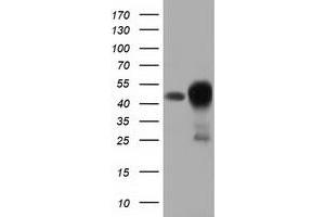 Western Blotting (WB) image for anti-DnaJ (Hsp40) Homolog, Subfamily A, Member 2 (DNAJA2) antibody (ABIN1497864) (DNAJA2 抗体)