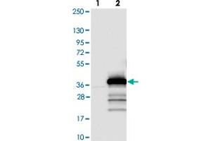 Western blot analysis of Lane 1: Negative control (vector only transfected HEK293T lysate). (PSMF1 抗体)