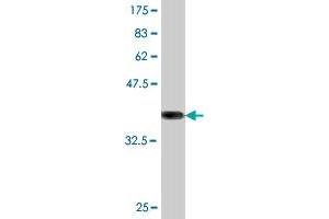 Western Blot detection against Immunogen (36. (ATG5 抗体  (AA 176-275))