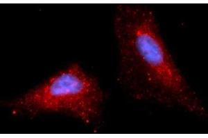 Immunofluorescence (IF) image for anti-Stromal Cell Derived Factor 2 (SDF2) (AA 19-211) antibody (APC) (ABIN5566159) (SDF2 抗体  (AA 19-211) (APC))