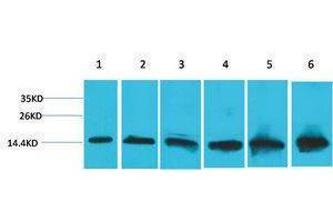 Western Blotting (WB) image for anti-Cytochrome C, Somatic (CYCS) antibody (ABIN3179068) (Cytochrome C 抗体)