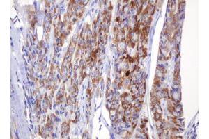 Immunohistochemistry (IHC) image for anti-Amylase, alpha 2B (Pancreatic) (AMY2B) antibody (ABIN2715975) (AMY2B 抗体)