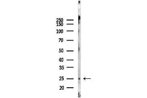 Western blot analysis of lysates from Mouse lung, using HP1 alpha Antibody at 1/1000 dilution.