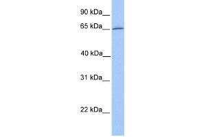 WB Suggested Anti-DYNC1I1 Antibody Titration: 0.