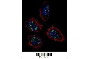 Confocal immunofluorescent analysis of PNN Antibody (Center) (ABIN655502 and ABIN2845018) with NCI- cell followed by Alexa Fluor 488-conjugated goat anti-rabbit lgG (green). (PNN 抗体  (AA 209-239))