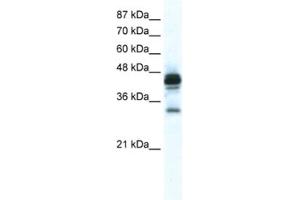Western Blotting (WB) image for anti-Gap Junction Protein, epsilon 1 (GJE1) antibody (ABIN2461389) (GJE1 抗体)
