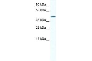 GJA5 antibody used at 1 ug/ml to detect target protein. (Cx40/GJA5 抗体  (N-Term))