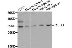 Western blot analysis of extracts of various cell lines, using CTLA4 antibody. (CTLA4 抗体)