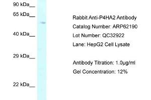 Western Blotting (WB) image for anti-Prolyl 4-Hydroxylase, alpha Polypeptide II (P4HA2) (C-Term) antibody (ABIN971347) (P4HA2 抗体  (C-Term))