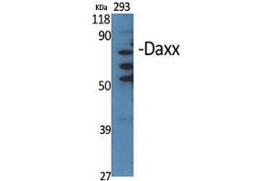 Western Blot (WB) analysis of specific cells using Daxx Polyclonal Antibody. (DAXX 抗体  (Internal Region))