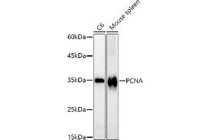 Western blot analysis of extracts of various cell lines, using PCNA antibody (ABIN6133630, ABIN6139020, ABIN6139022 and ABIN7101400) at 1:1000 dilution. (PCNA 抗体)