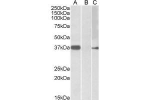 HEK293 lysate (10ug protein in RIPA buffer) overexpressing Human MYF6 with MYC tag probed with ABIN571147 (0.