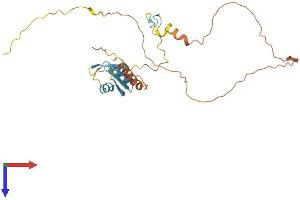 AlphaFold protein structure predicition of Mouse Recombinant Srsf7 Protein, UniprotID Q8BL97