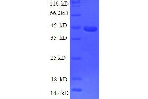 SDS-PAGE (SDS) image for Leptin (LEP) (AA 29-164), (partial) protein (GST tag) (ABIN1047336)