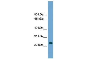 WB Suggested Anti-Hes7 Antibody Titration: 0. (HES7 抗体  (Middle Region))