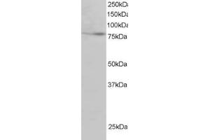 ABIN185049 staining (2µg/ml) of Human Heart lysate (RIPA buffer, 30µg total protein per lane).