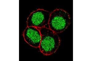 Confocal immunofluorescent analysis of FLI1 Antibody (Center) (ABIN390409 and ABIN2840798) with Hela cell followed by Alexa Fluor 488-conjugated goat anti-rabbit lgG (green). (FLI1 抗体  (AA 299-328))