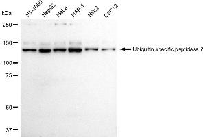 Western blotting analysis using Ubiquitin specific peptidase 7 antibody (ABIN7800738).