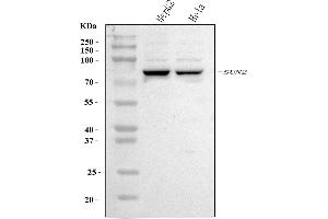 Western blot analysis of SUN2 using anti-SUN2 antibody (ABIN7601278).