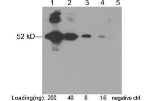 Lane 1-4: E-tag fusion protein in CHO cell lysate (~ 52 kD) Lane 5: Negative CHO cell lysate Primary Antibody: 1 µg/mL Rabbit Anti-E-tag Polyclonal Antibody (ABIN398457) Secondary Antibody: Goat Anti-Rabbit IgG (H&L) [HRP] Polyclonal Antibody (ABIN398323, 1: 10,000) The signal was developed with LumiSensorTM HRP Substrate Kit (ABIN769939) (E Tag 抗体)