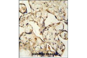 Immunohistochemistry analysis in formalin fixed and paraffin embedded human placenta tissue using LCA5L antibody (C-term) followed by peroxidase conjugation of the secondary antibody and DAB staining. (LCA5L 抗体  (C-Term))