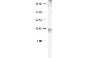 dilution: 1 : 1000, sample: rat brain homogenate (Neurogranin 抗体)