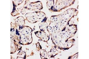 IHC-P: WISP1 antibody testing of human placenta tissue (WISP1 抗体  (C-Term))