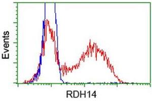 HEK293T cells transfected with either RC203411 overexpress plasmid (Red) or empty vector control plasmid (Blue) were immunostained by anti-RDH14 antibody (ABIN2454270), and then analyzed by flow cytometry. (RDH14 抗体)