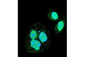 Confocal immunofluorescent analysis of HSF1 Sumoylation Site Antibody (ABIN389069 and ABIN2839273) with Hela cell followed by Alexa Fluor 488-conjugated goat anti-rabbit lgG (green). (HSF1 抗体  (Sumoylation Site))