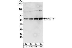 Western Blotting (WB) image for anti-RAD23 Homolog B (RAD23B) (AA 359-409) antibody (ABIN7454820) (RAD23B 抗体  (AA 359-409))