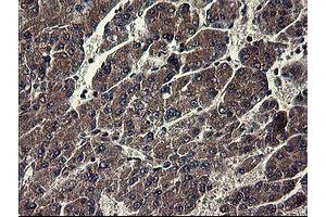 Image no. 2 for anti-Indoleamine 2,3-Dioxygenase 1 (IDO1) antibody (ABIN1498791) (IDO1 抗体)