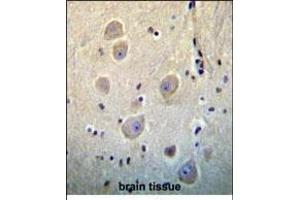 ARHB Antibody (Center) (ABIN656198 and ABIN2845520) immunohistochemistry analysis in formalin fixed and paraffin embedded human brain tissue followed by peroxidase conjugation of the secondary antibody and DAB staining. (RHOB 抗体  (AA 104-137))