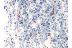 Immunohistochemistry (IHC) image for anti-Monoamine Oxidase B (MAOB) (AA 206-505) antibody (ABIN7443767)