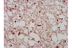 IHC image of ABIN7163794 diluted at 1:400 and staining in paraffin-embedded human brain tissue performed on a Leica BondTM system. (PCGF1 抗体  (AA 113-187))