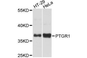 Western blot analysis of extracts of various cell lines, using PTGR1 antibody (ABIN5972573) at 1:3000 dilution. (PTGR1 抗体)
