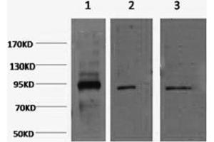 Western Blotting (WB) image for anti-Organic Cation Transporter Protein-Like (LOC105211532) antibody (ABIN5958509) (Oct-1/2 抗体)
