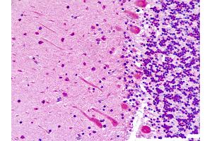 Anti-ABI1 / ABI-1 antibody IHC staining of human brain, cerebellum. (ABI1 抗体  (AA 81-108))