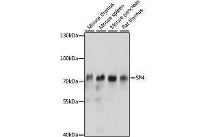 Western blot analysis of extracts of various cell lines, using SP4 antibody (ABIN7270509) at 1:1000 dilution. (SP4 抗体  (AA 280-440))