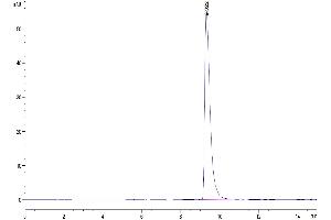 The purity of Human YKL-40/CHI3L1 is greater than 95 % as determined by SEC-HPLC.